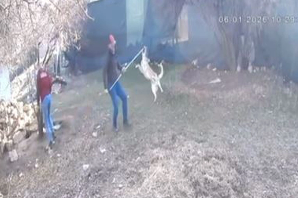 Elmalı&rsquo;da k&ouml;pek g&ouml;t&uuml;r&uuml;lme g&ouml;r&uuml;nt&uuml;leri tepki &ccedil;ekti