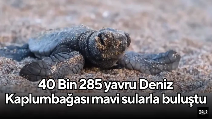 40 Bin 285 yavru Deniz Kaplumbağası mavi sularla buluştu