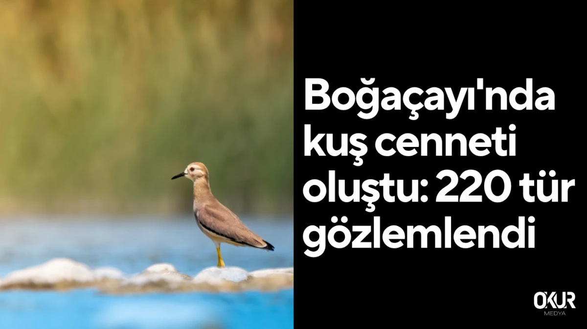 Boğaçayı'nda kuş cenneti oluştu: 220 tür gözlemlendi 