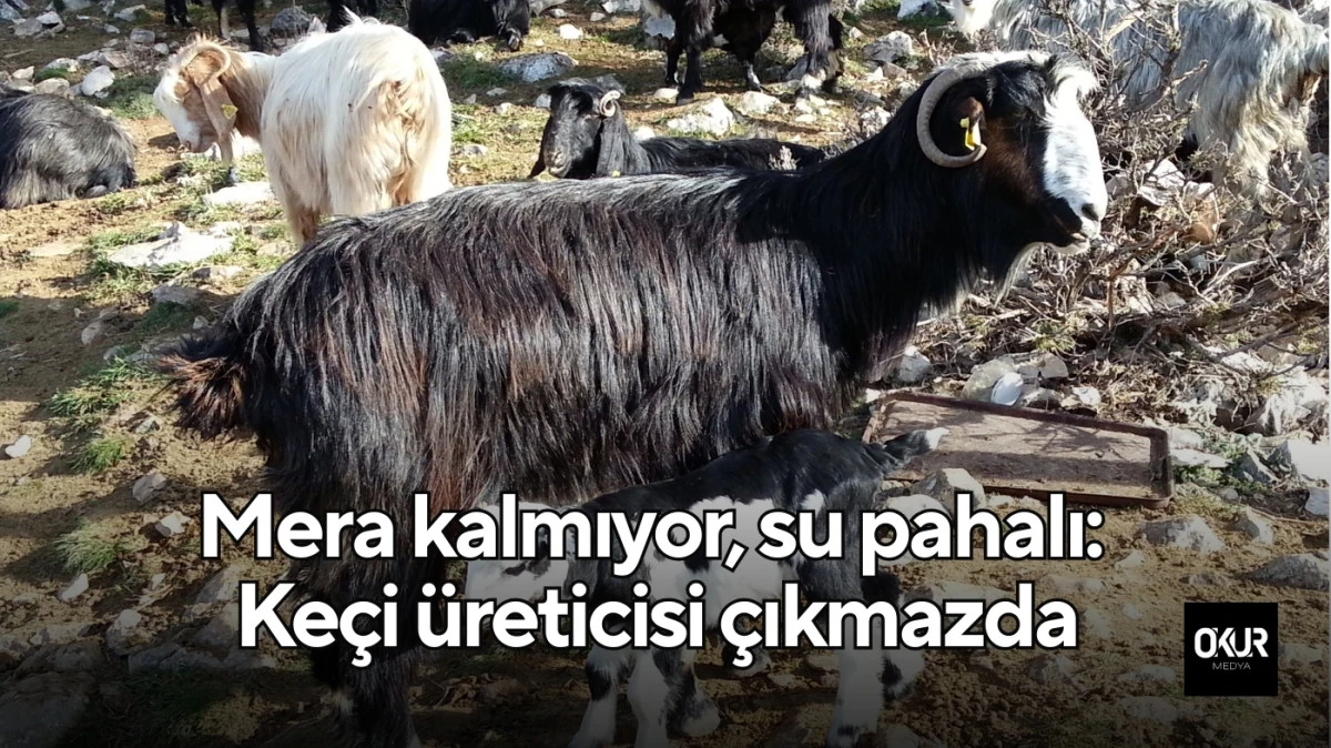Mera kalmıyor, su pahalı: Keçi üreticisi çıkmazda
